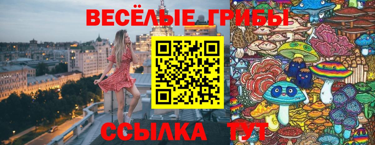 Псилоцибиновые грибы Psilocybine cubensis Протвино